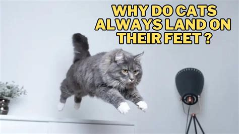 Can Running Over Glass Pop a Tire? And Why Do Cats Always Land on Their Feet?