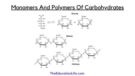 What are three examples of carbohydrate polymers, and how do they intertwine with the whimsical dance of molecular gastronomy?