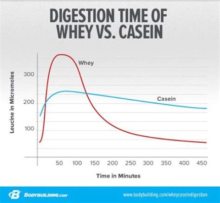 Whey Protein Digestion Time: Unraveling the Mysteries of Muscle Fuel